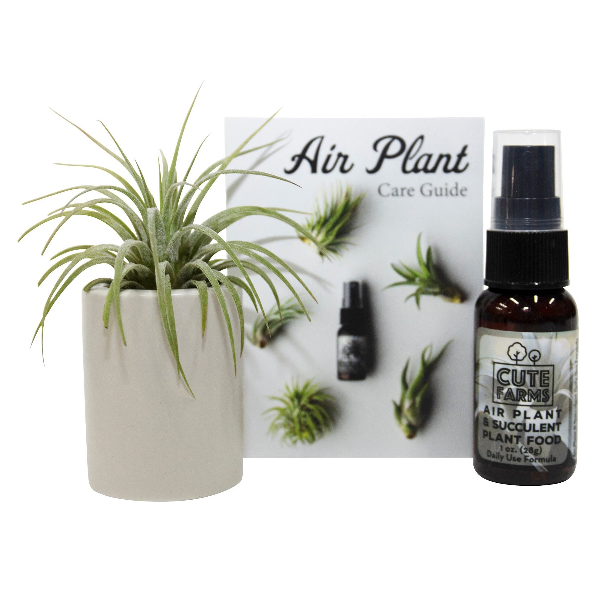 Air Plant and Succulent Holder With Air Plant, Air Plant Fertilizer and Air  Plant Care Guide - Etsy