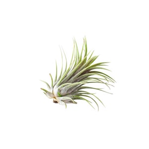 May include: A green air plant with long, thin leaves. The plant is growing in a cluster and has a light brown base.