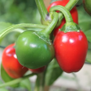Semillas de Cereza Dulce Pick Pepper, Orgánicas