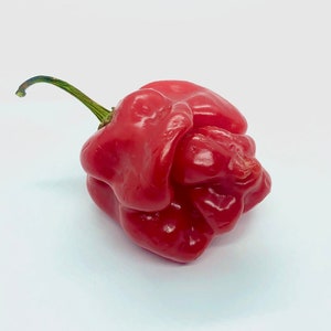 Scotch Bonnet Seeds Pepper , Organic