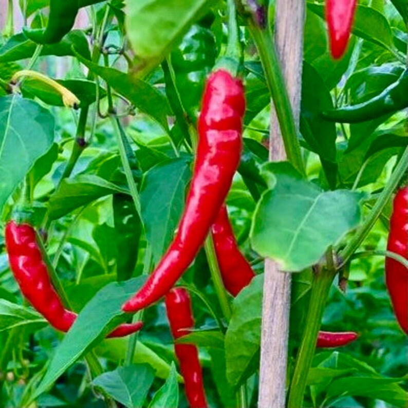 Famous Red Hot Chili Pepper Seeds Organic