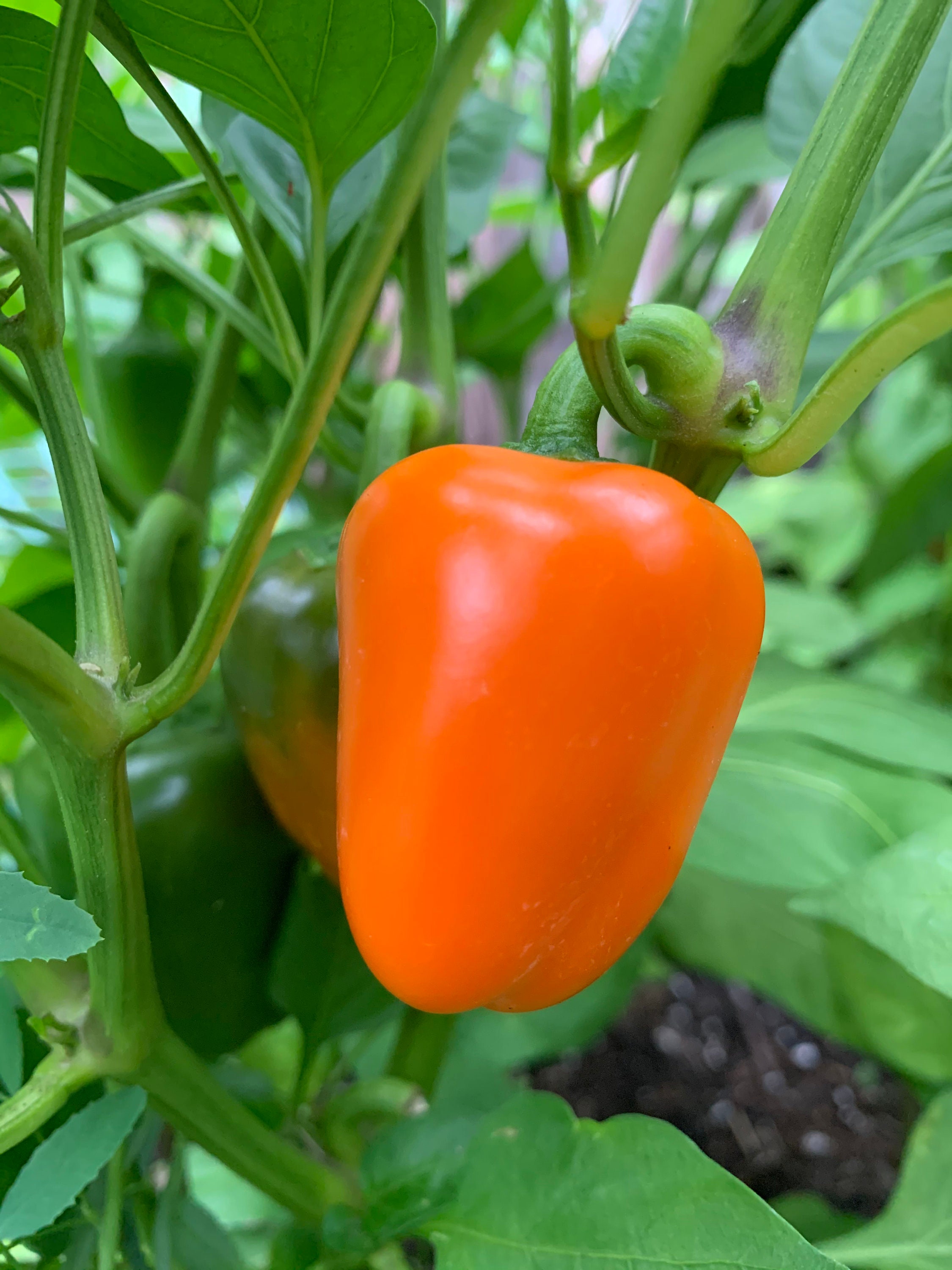 Mini Sweet Pepper Seeds Organic Etsy