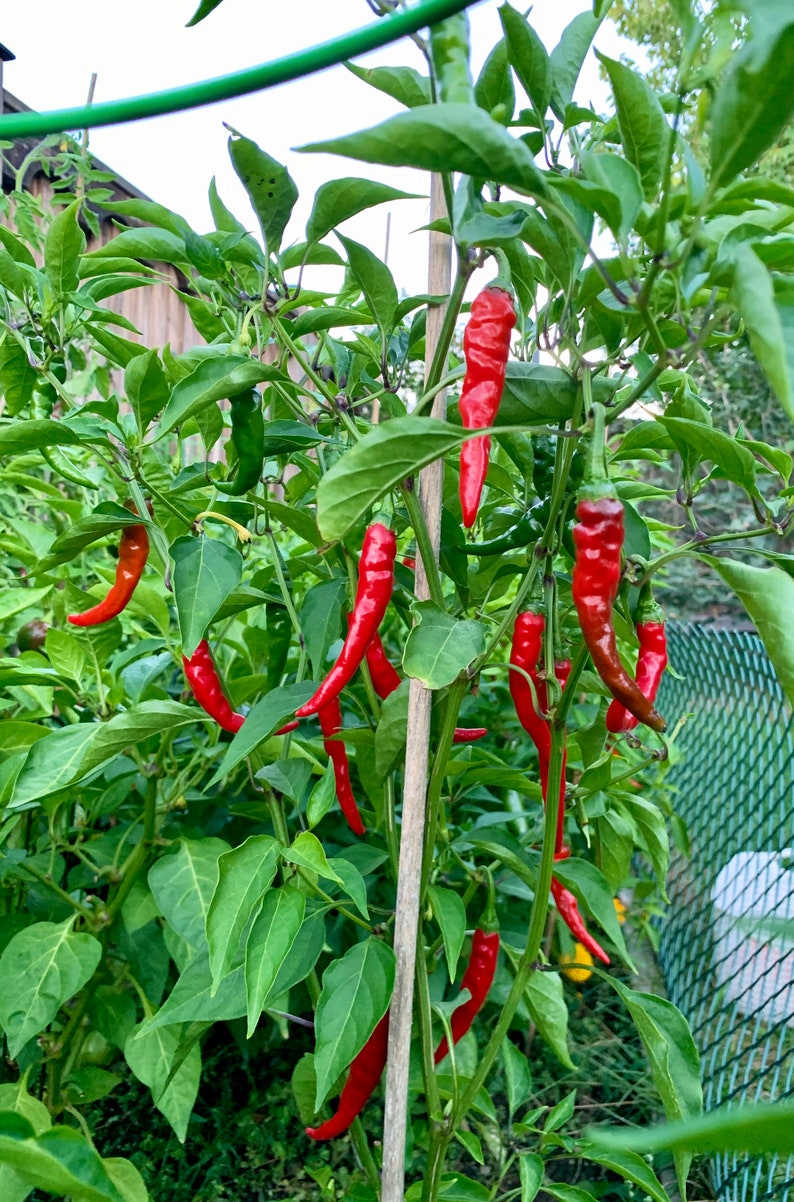 Famous Red Hot Chili Pepper Seeds Organic