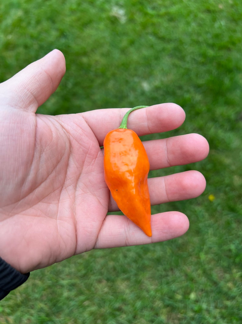 Sweet Pepper ''Habanada'' Heatless Habanero ~20 Top Quality Seeds EXTREMELY RARE Sweet Pepper ''Habanada'' Heatless Habanero ~20 Top Quality Seeds EXTREMELY RARE