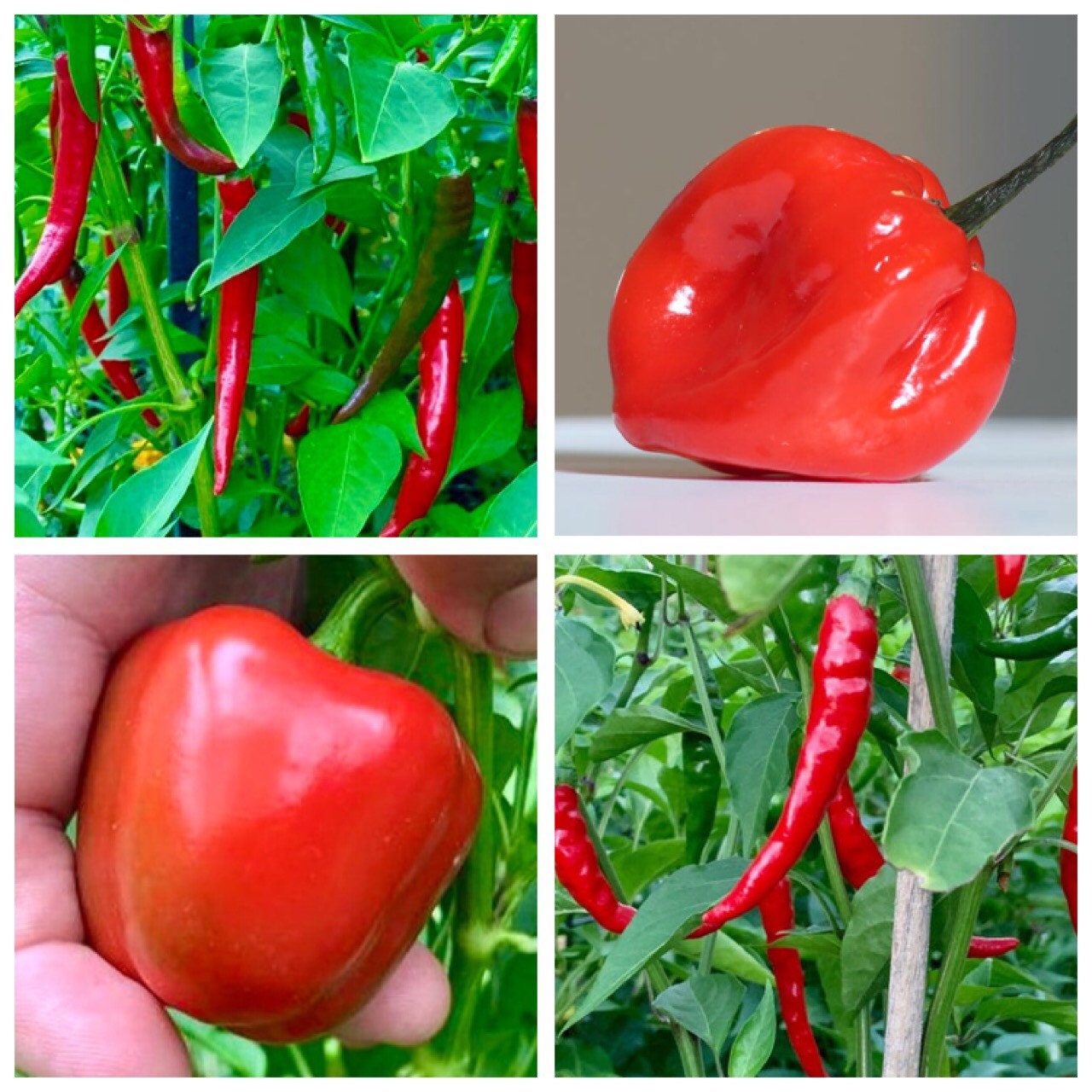 Red Pepper Seed Pack Organic 4 Varieties Etsy