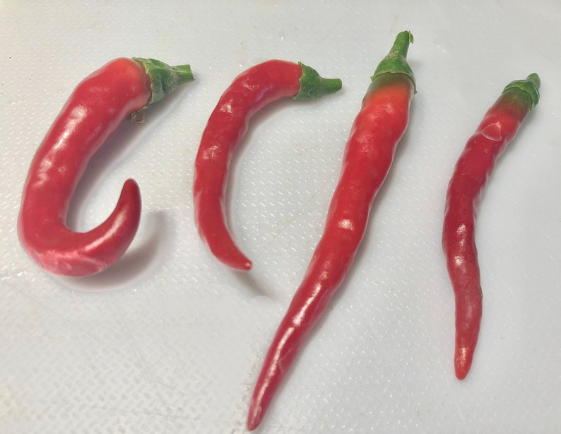 Famous Red Hot Chili Pepper Seeds Organic
