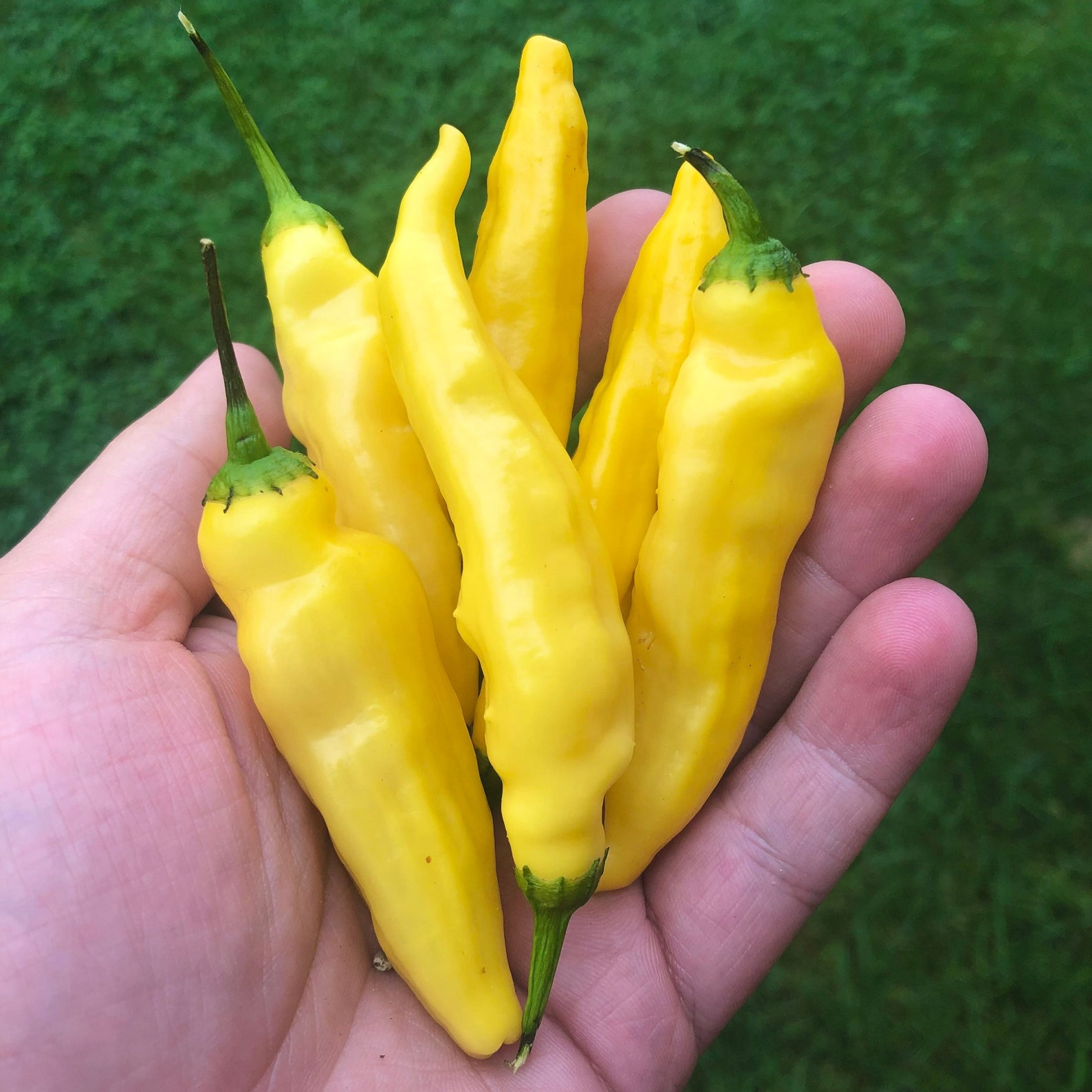 Aji Pineapple Pepper Seeds Organic Etsy