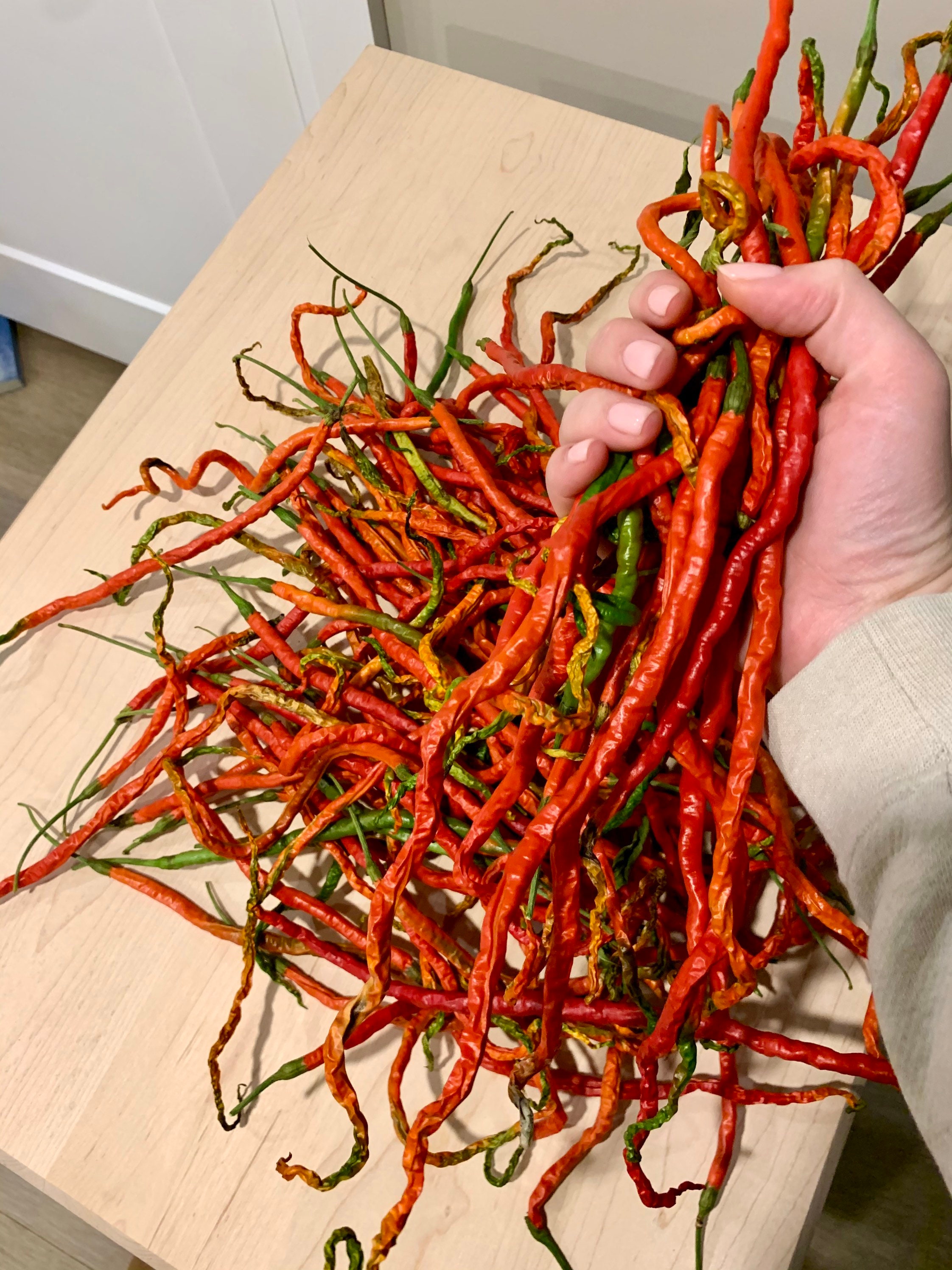 CHILLI PEPPER SEEDSTHUNDER MOUNTAIN 8 SEEDS LONGEST CHILLI GROWS TO 20