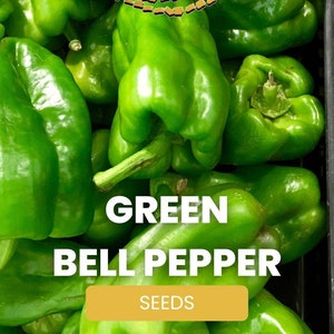 Green Bell Pepper Seeds