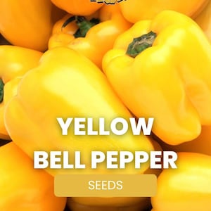 Yellow Bell Pepper Seeds