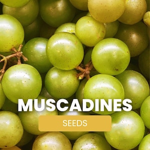 Musacadine Seeds