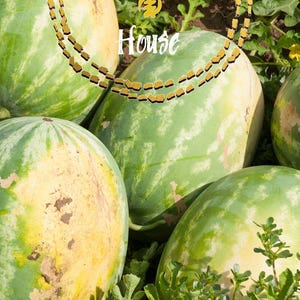 Watermelon Seeds