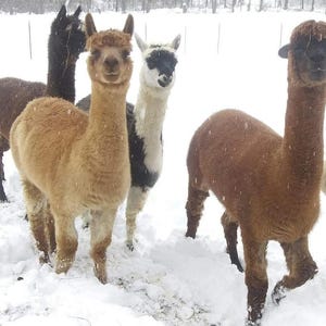 Ninho para pássaros em fibra de alpaca: material natural para ninho + refil imagem 10