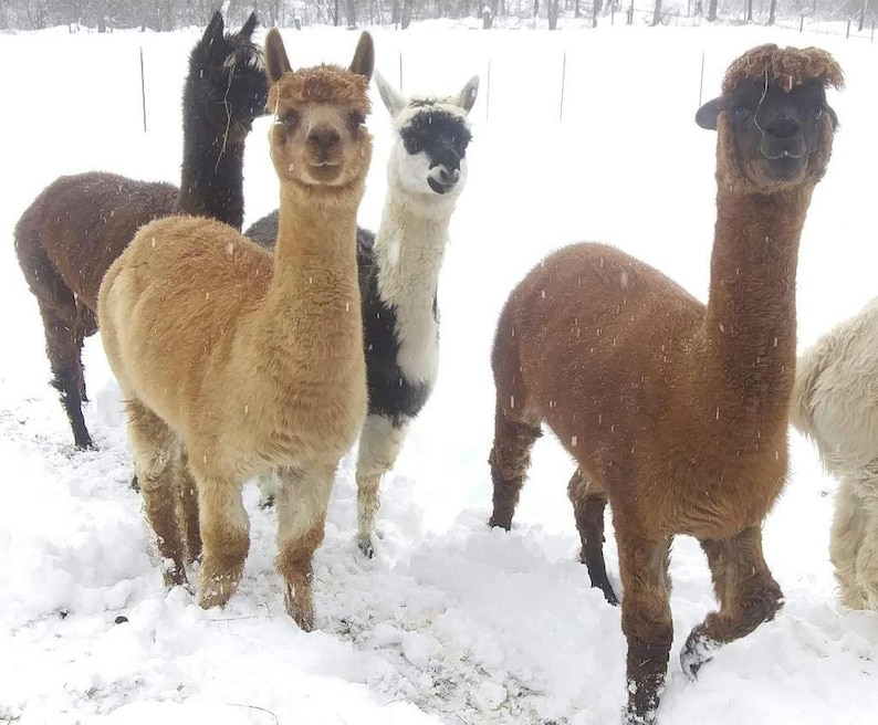 Ninho para pássaros em fibra de alpaca: material natural para ninho + refil imagem 10