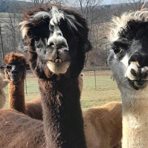 Ninho para pássaros em fibra de alpaca: material natural para ninho + refil imagem 11