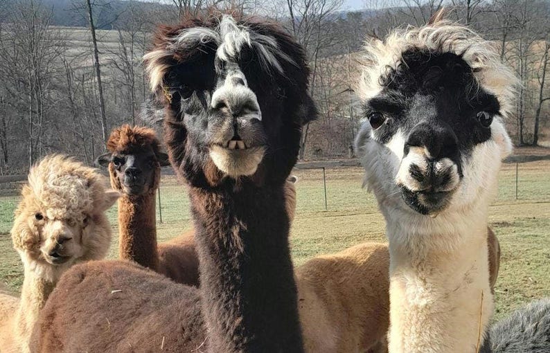 Ninho para pássaros em fibra de alpaca: material natural para ninho + refil imagem 11