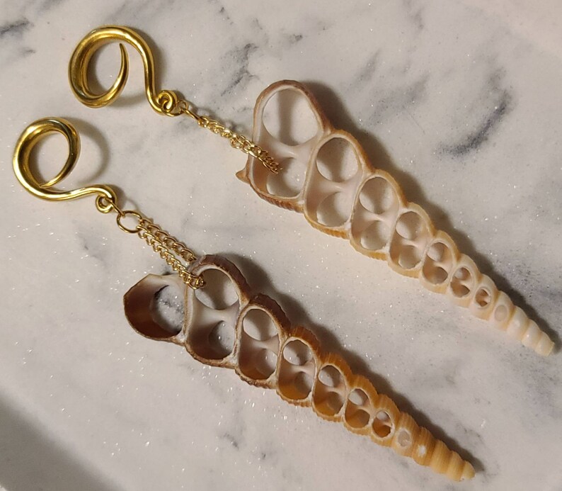 6g4mm Gold Terebra Turritella Shell Ear Hangers