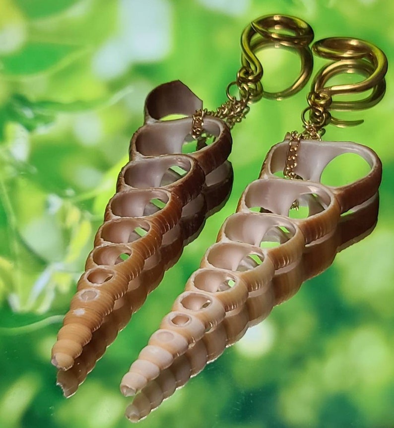6g4mm Gold Terebra Turritella Shell Ear Hangers
