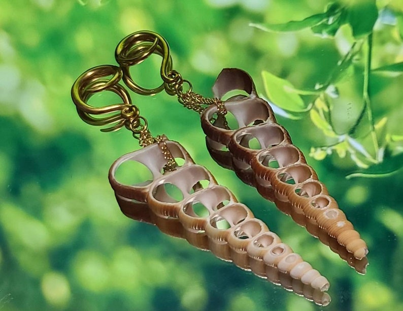 6g4mm Gold Terebra Turritella Shell Ear Hangers