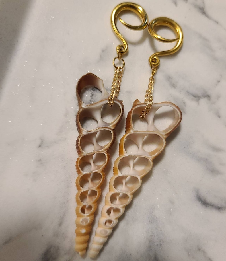 6g4mm Gold Terebra Turritella Shell Ear Hangers