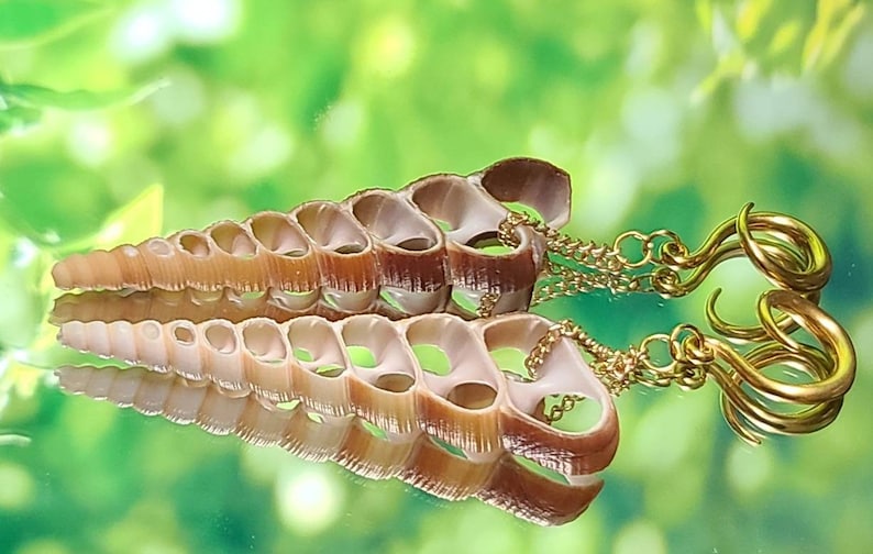 6g4mm Gold Terebra Turritella Shell Ear Hangers