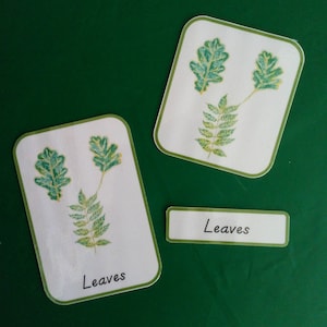 PRINTABLE Leaf nomenclature cards, Leaf 3 part cards, tree nomenclature cards, tree 3 part cards, tree flashcards