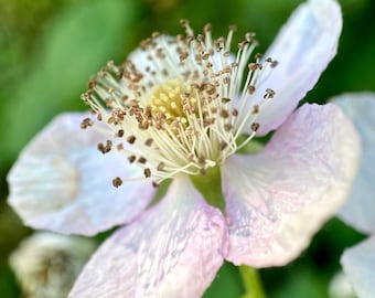 Blossom Flower Photo, Instant Download, Flower Wallpaper, Nature Photography