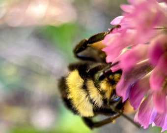 BumbleBee and Flower Photo, Instant download, Cute Bumblebee Picture, Stock Photo