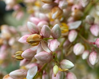 Pink Blossoms digital download, Instant Download, Flower Photography, Flower Wallpaper, Floral Photo Print