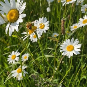 Bumblebee and daisies Video Clip, Nature Footage, Instant Download, Stock Video,