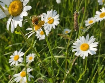 Bumblebee and daisies Video Clip, Nature Footage, Instant Download, Stock Video,