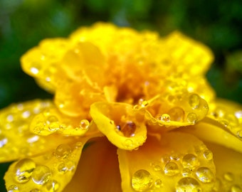 Yellow Marigold Digital Download, Flower wallpaper, Floral Print, Yellow Flower Photo