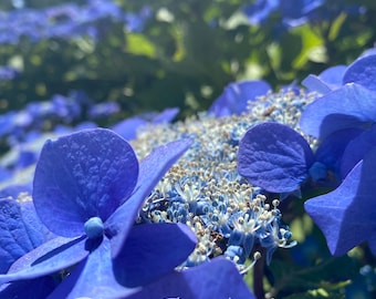 Blue Hydrangea Digital Download, Blue Flowers, Hydrangea Wallpaper, Blue Flowers Digital Download, Blue Nature Photography