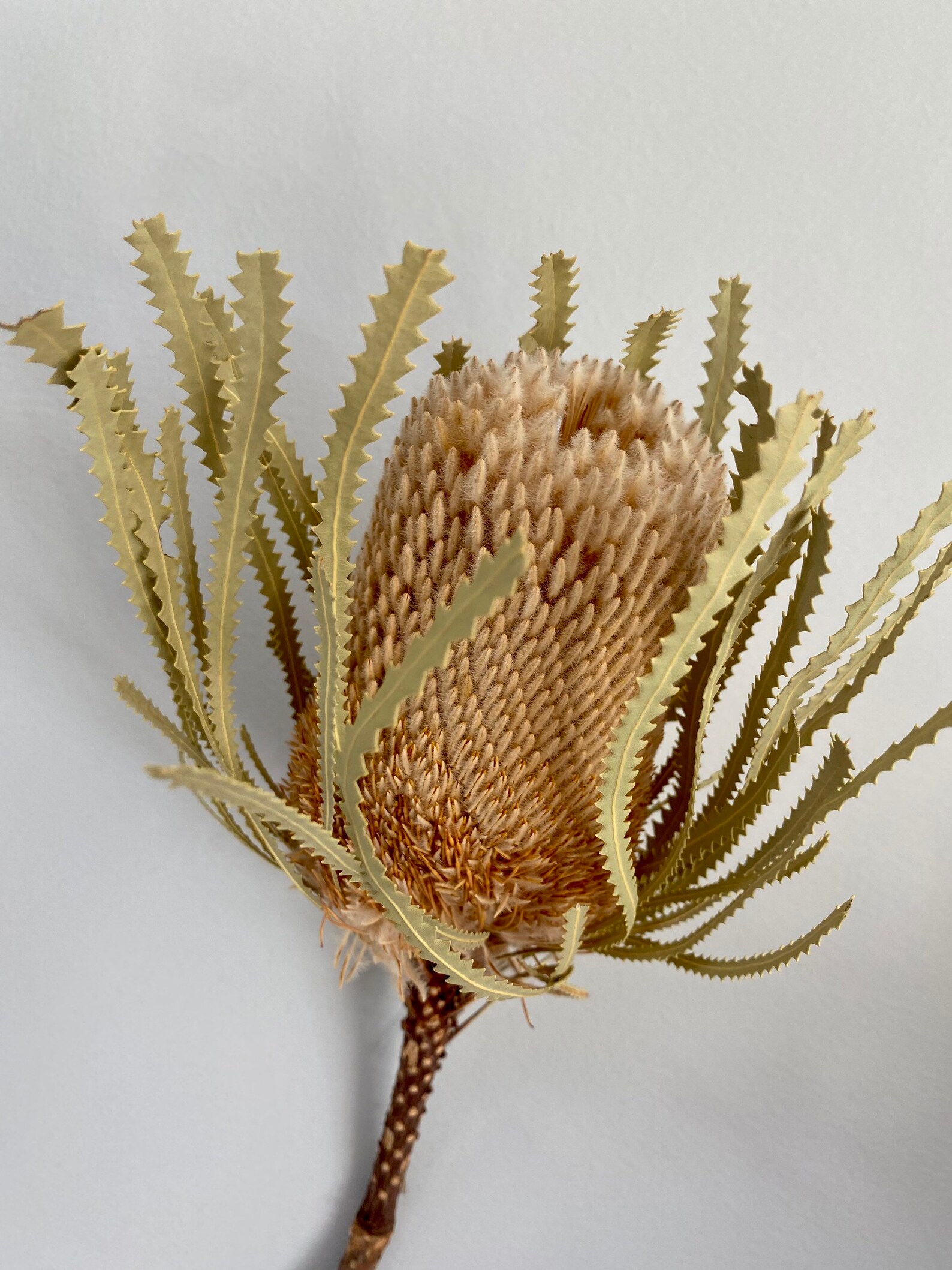 Dried Banksia Hookerana Natural for home/wedding/bridal Etsy