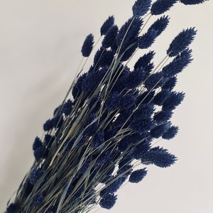 Navy/dark blue phalaris (canary grass)