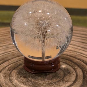 Può includere: Una sfera di vetro trasparente contenente un capolino di tarassaco, posta su una base di legno marrone scuro. La sfera riflette l'ambiente circostante. La base poggia su una superficie di legno con cerchi concentrici.