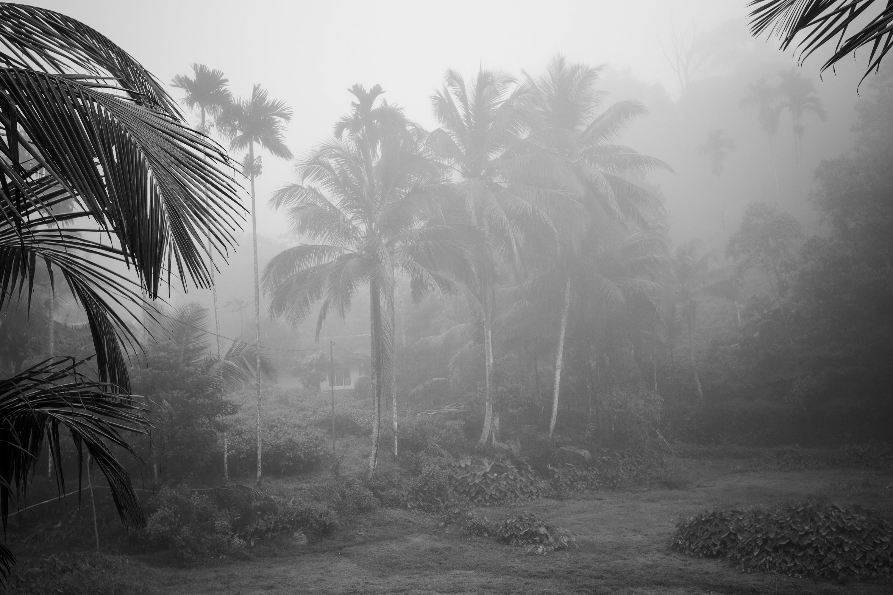 Moody Palm Trees Print, Foggy Rainforest, Foggy Palm Trees - B\u0026W Print,  Photography Wall Art, ook verkrijgbaar in GREEN - Etsy België, image size:3000x2000
