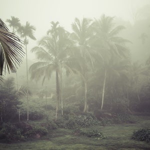 GREEN Moody Palm Tree Print, Foggy Rainforest, Foggy Palm Trees -  GREEN also available in B&W