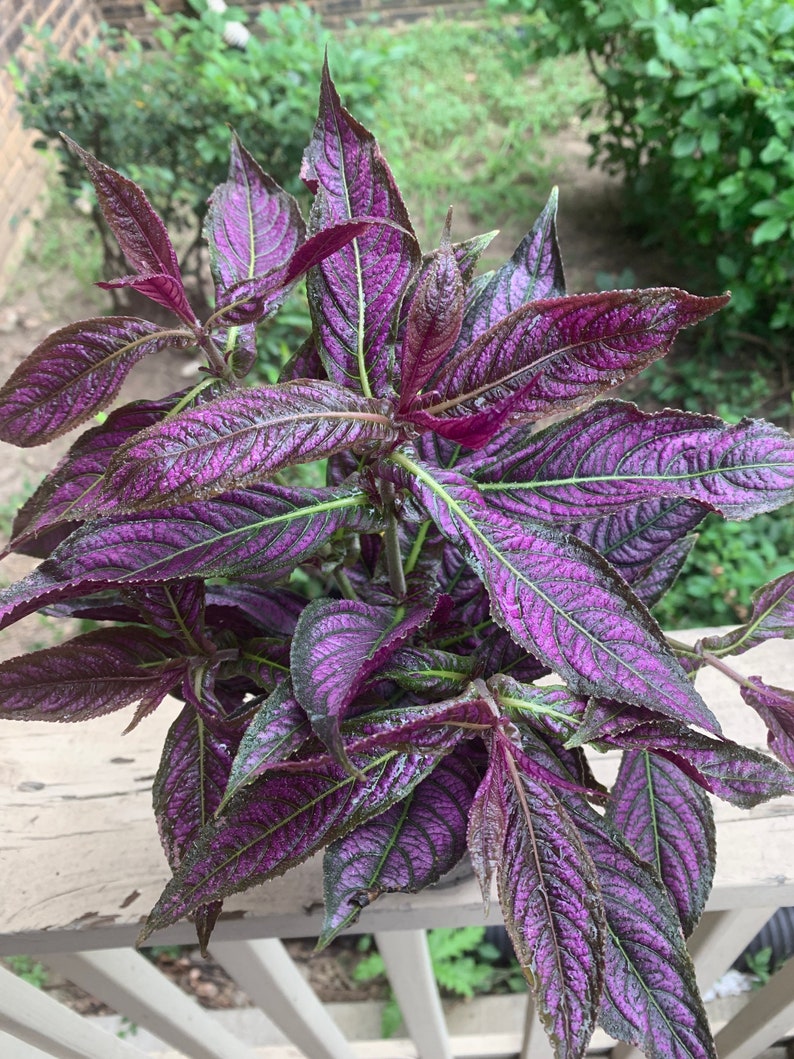 Persian Shield STROBILANTHES DYERIANUS Deep Purple Foliage