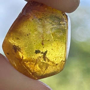 Inclusion Baltic Amber, polished. Genuine