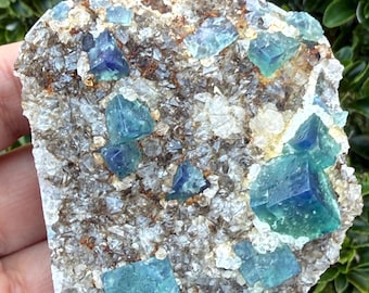 May include: A natural mineral specimen featuring a matrix of gray and brown crystals, embedded with vibrant blue-green fluorite cubes. The fluorite crystals exhibit a striking geometric form, creating a visually appealing contrast.