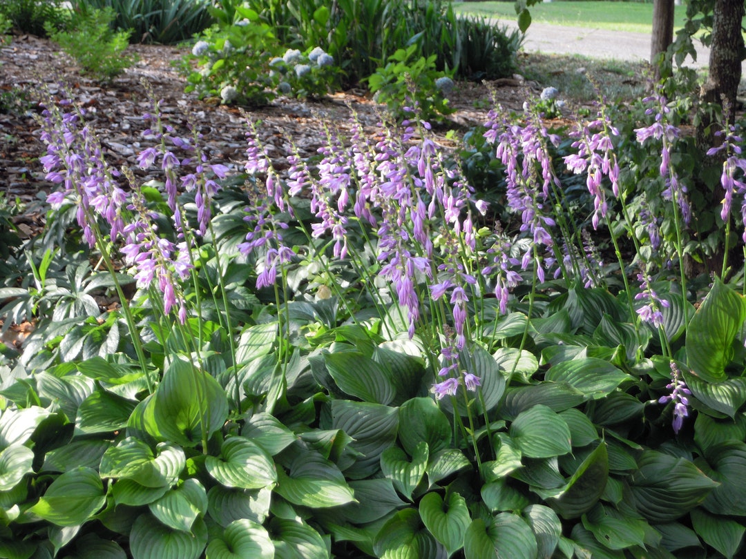 Purple Hosta Plants -