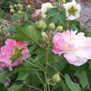 2 Double Confederate Rose,  Hibiscus Mutabilis, Plants