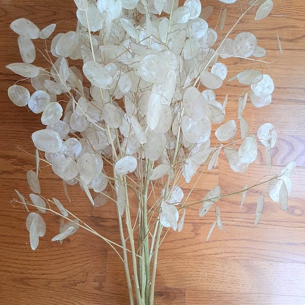 Ten 26" Dried Lunaria Biennis, silver dollar, money plant flower seedpod stems