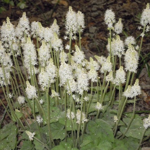 10 Tiarella Cordifolia, Foam Flower Starter Plants.