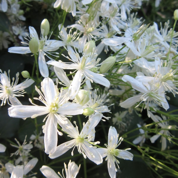 Clematis Ternifolia, Sweet Autumn Clematis Plant