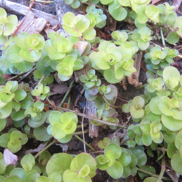 Golden Creeping Jenny,  Lysimachia Nummularia Plants