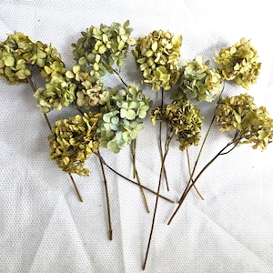 5/10 Air dried Mophead hydrangea flower stems