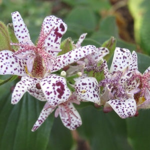 5 Toad lily, Tricyrtis Hirta Plants