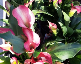 25 Pink, White and Yellow Calla Lily Seeds